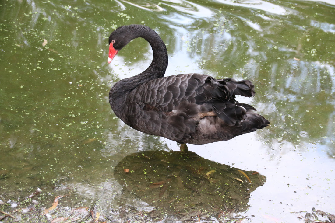 Black Swan,  Wildlife Park, Hartley's Crocodile Adventures, Queensland, Australia