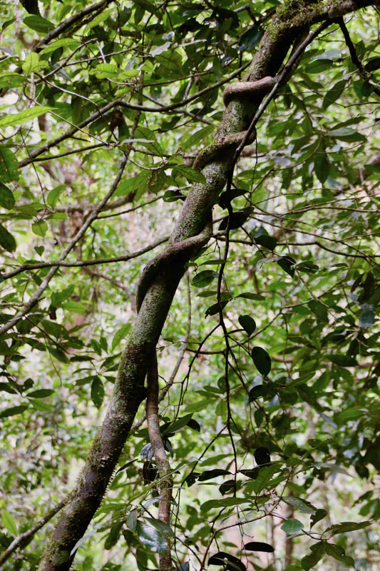 Rainforest, Mossman Gorge, Daintree National Park, Queensland, Australia