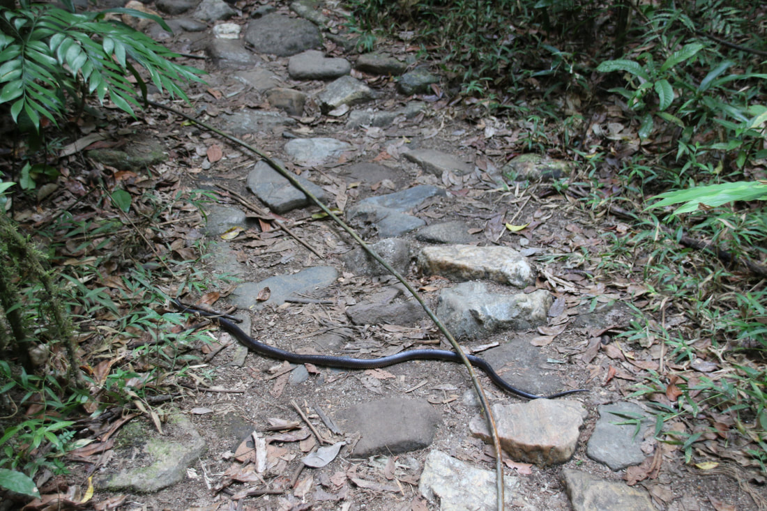Snake on Path, Mossman Gorge, Daintree National Park, Queensland, Australia
