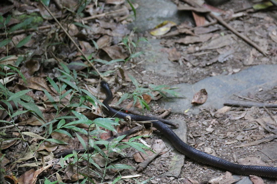 Snake on Path, Mossman Gorge, Daintree National Park, Queensland, Australia