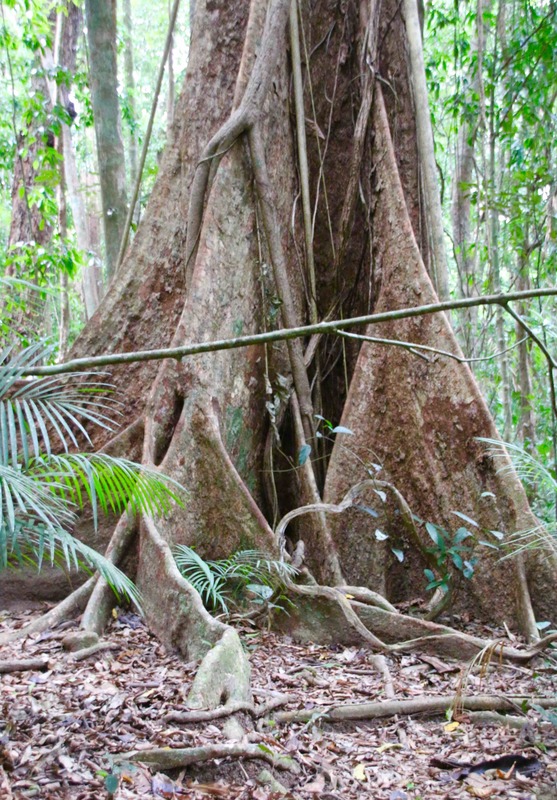 Tree with Buttress Roots, Mossman Gorge, Daintree National Park, Queensland, Australia