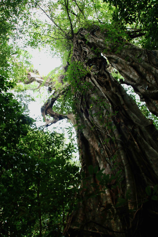 Fig Tree. Rainforest, Mossman Gorge, Daintree National Park, Queensland, Australia