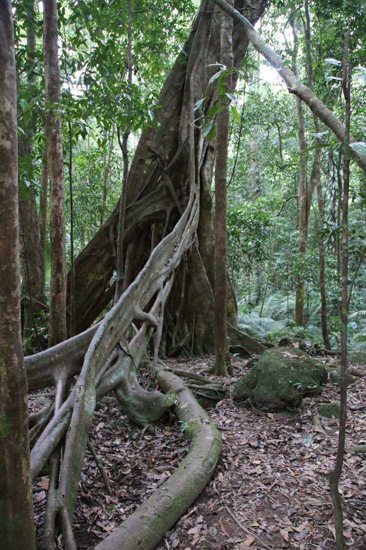 Fig Tree. Rainforest, Mossman Gorge, Daintree National Park, Queensland, Australia