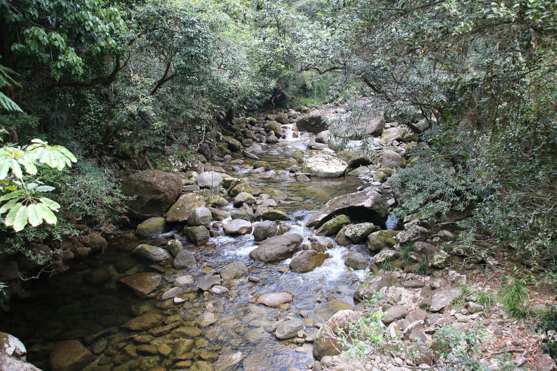 Rainforest Stream, Mossman Gorge, Daintree National Park, Queensland, Australia