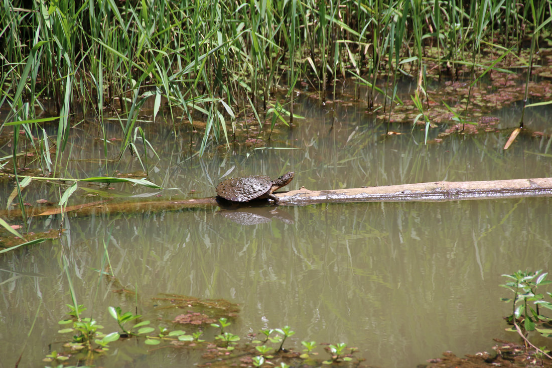Peterson Creek Walking Track, Yungaburra, Atherton Tablelands, Queensland, Australia. Turtle sunning on a log.