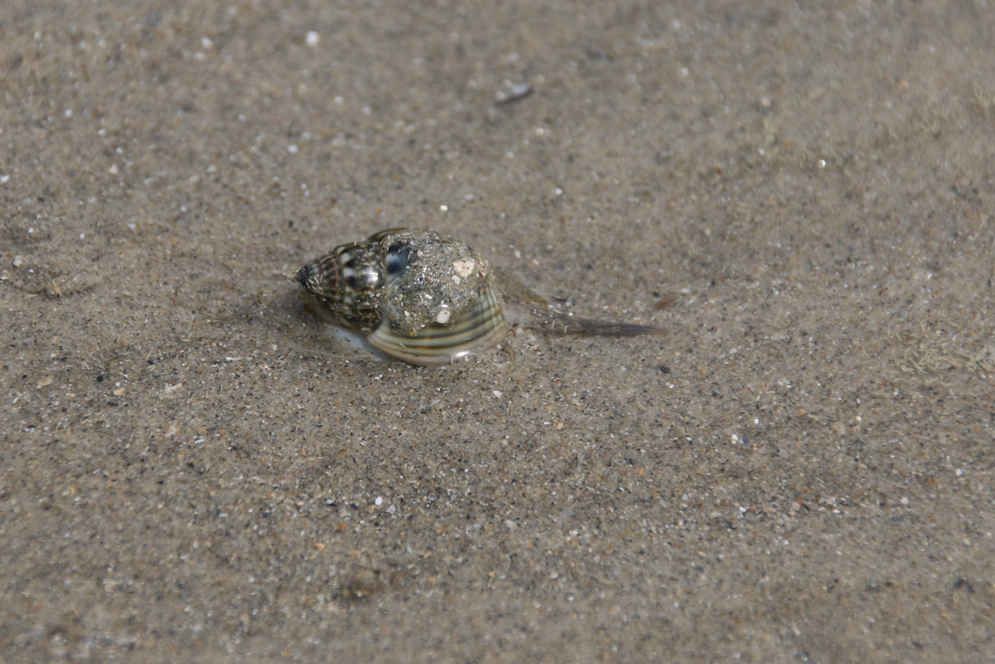 Sea Snail, Four Mile Beach, Port Douglas, Queensland, Australia