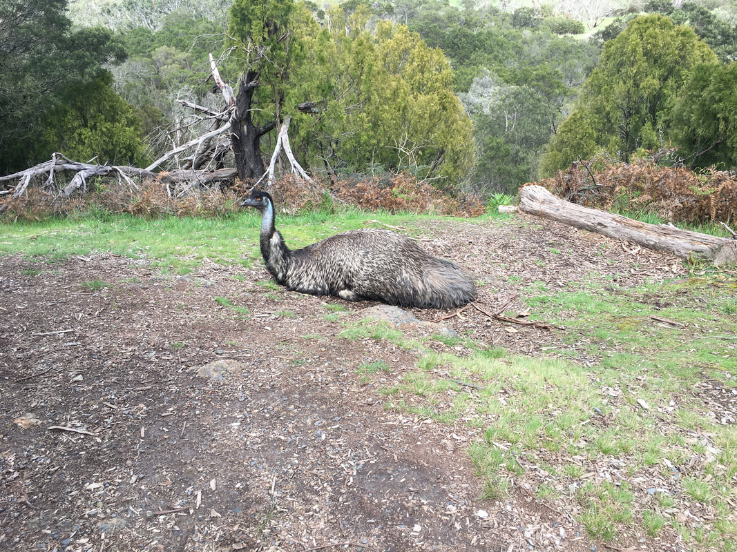 Emu, The Briars, Mount Martha, Mornington Peninsula, Victoria, Australia