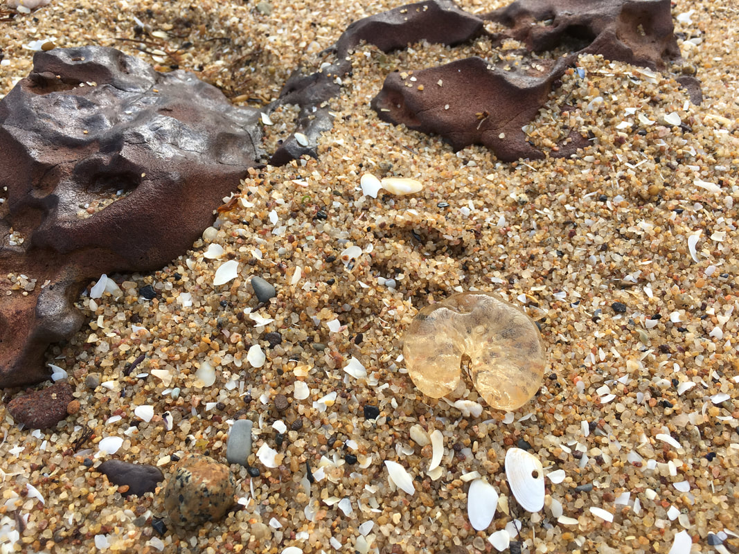 Beached Jelly Snags - Sand Snail Egg Masses. Mount Eliza, Mornington Peninsula, Victoria, Australia