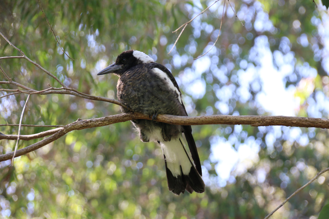 Magpie, Kings Park, Perth, Western Australia