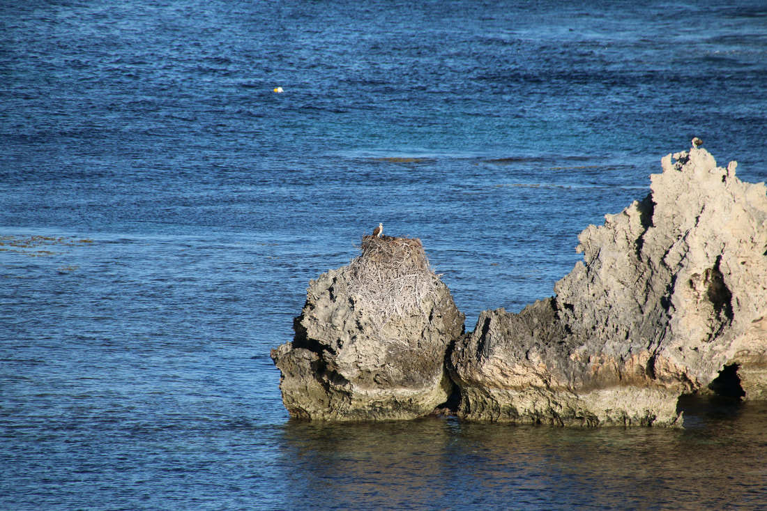 Osprey Nest, Cathedral Rocks, West End, Rottnest Island, Western Australia