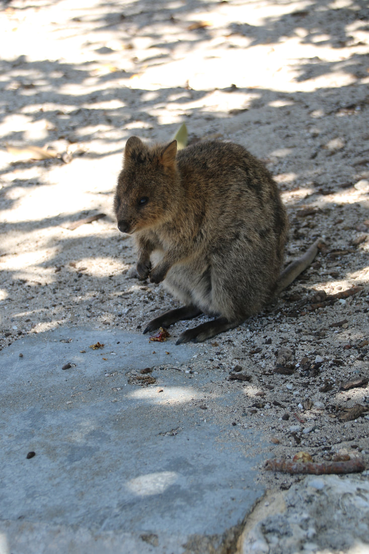 Quokka, Rottnest Island, Perth, Western Australia. Native mammal.
