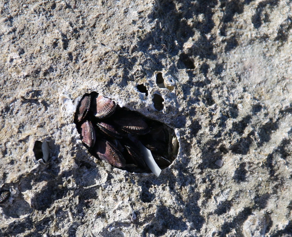 Mussels in Rocks, Thomson Bay, Rottnest Island, Western Australia