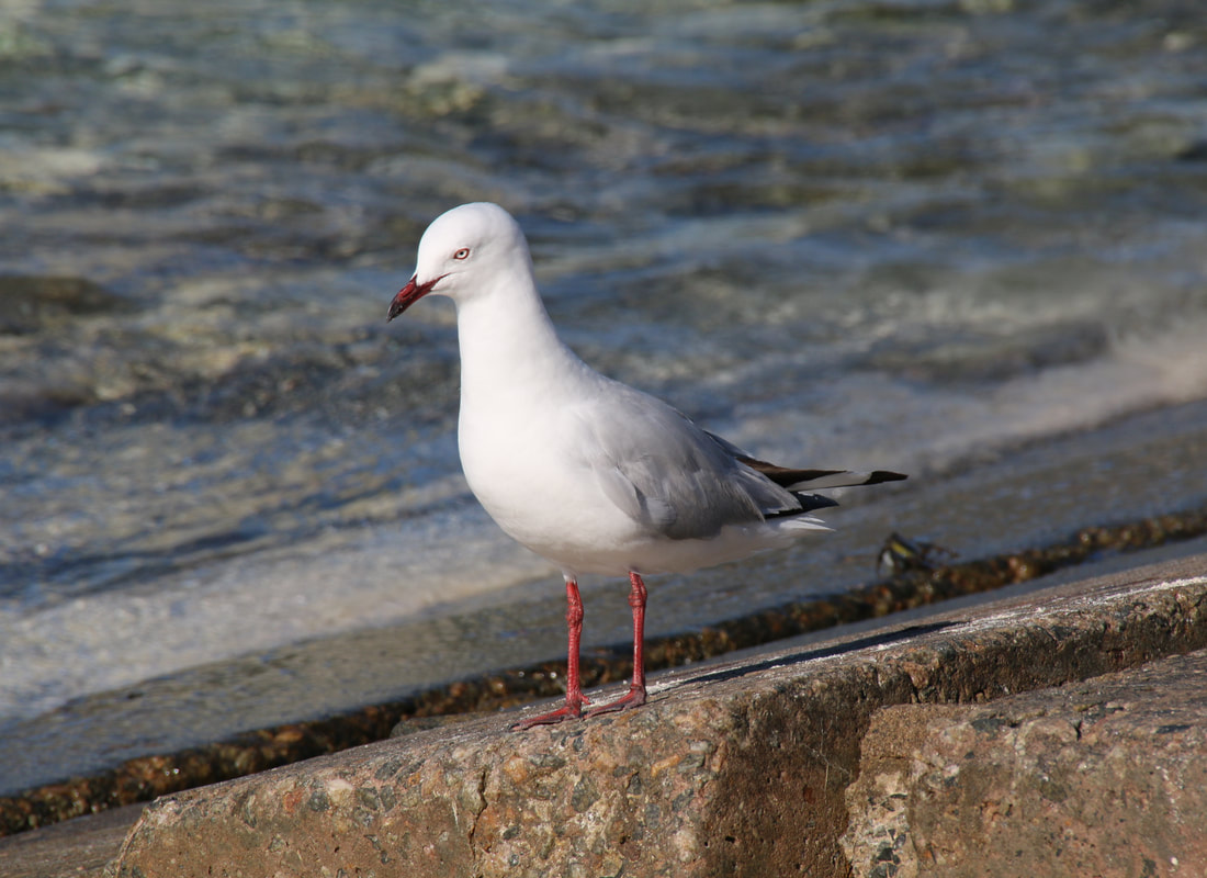 Silver Gull, Thomson Bay, Rottnest Island, Western Australia