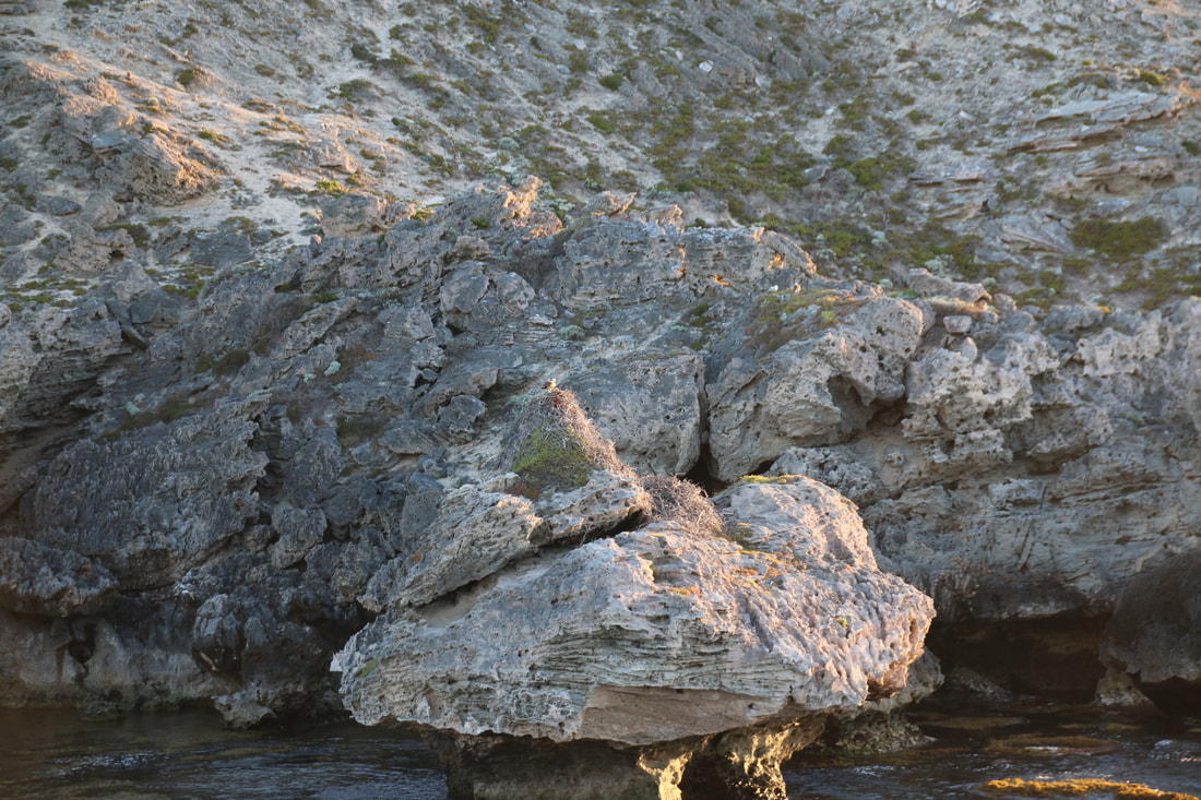 Osprey in Nest, Rottnest Island, Western Australia