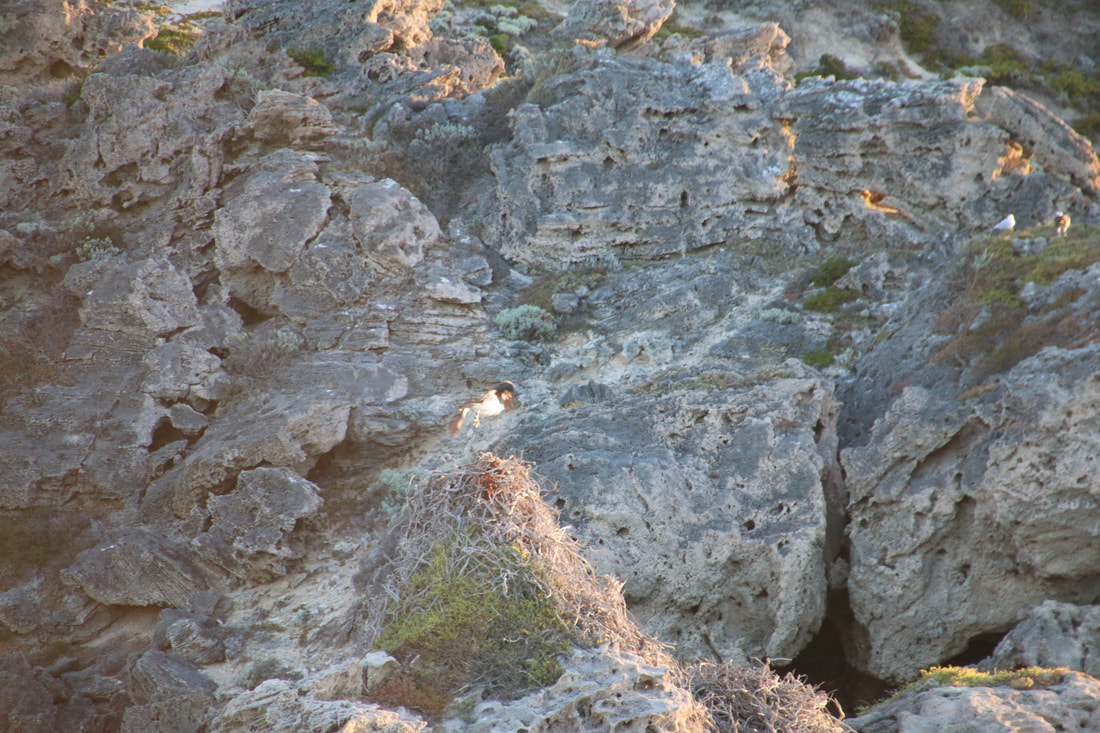 Osprey taking off from nest, West End, Rottnest Island, Western Australia