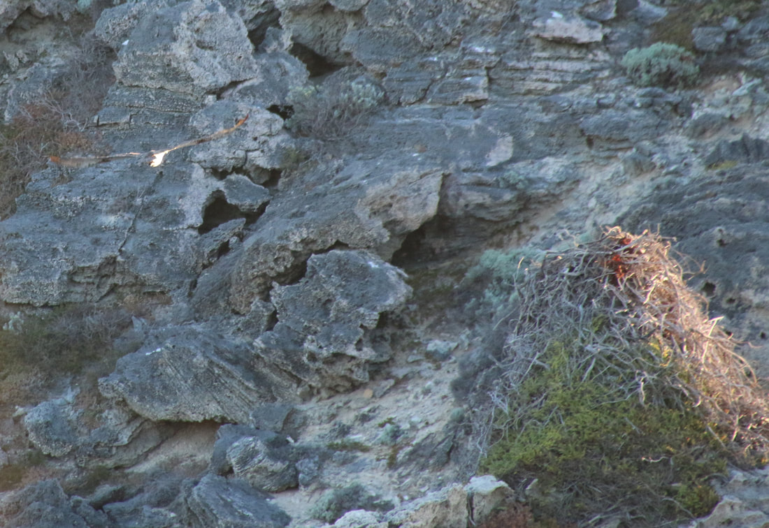 Osprey near Nest, Rottnest Island, Western Australia