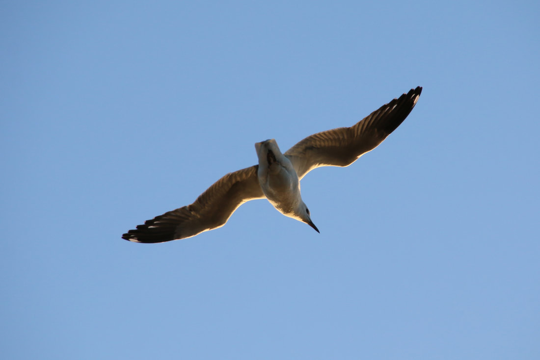 Gull in flight, Rottnest Island, Western Australia