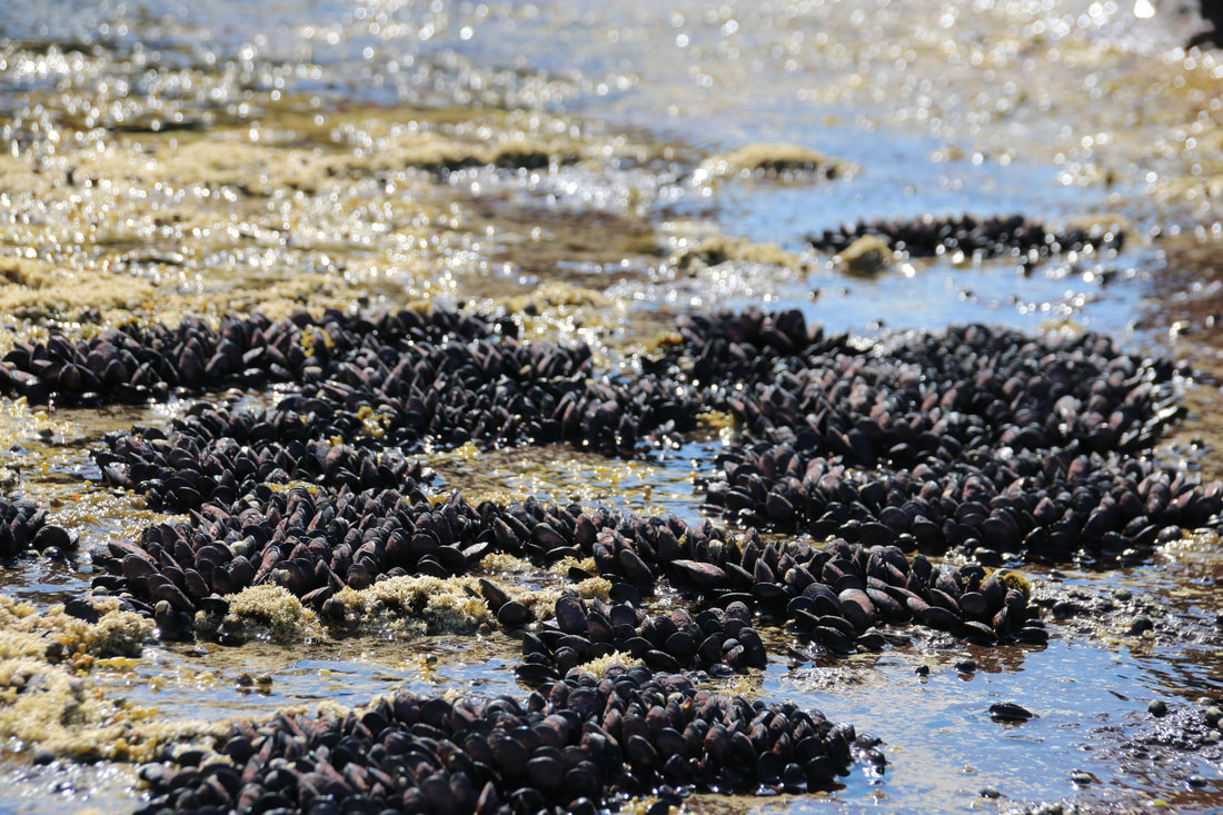 Mussels. Flinders Rock Pools, Mornington Peninsula, Victoria, Australia