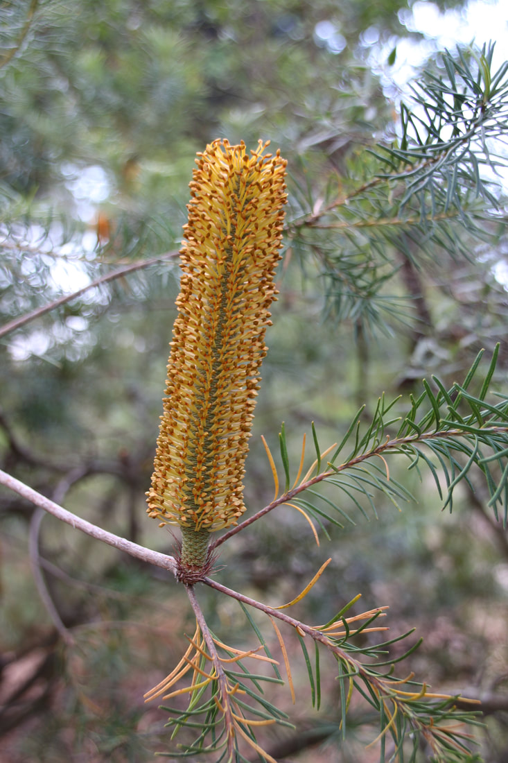 Banksia Flower. Coolart Wetlands and Homestead, Mornington Peninsula, Victoria, Australia.