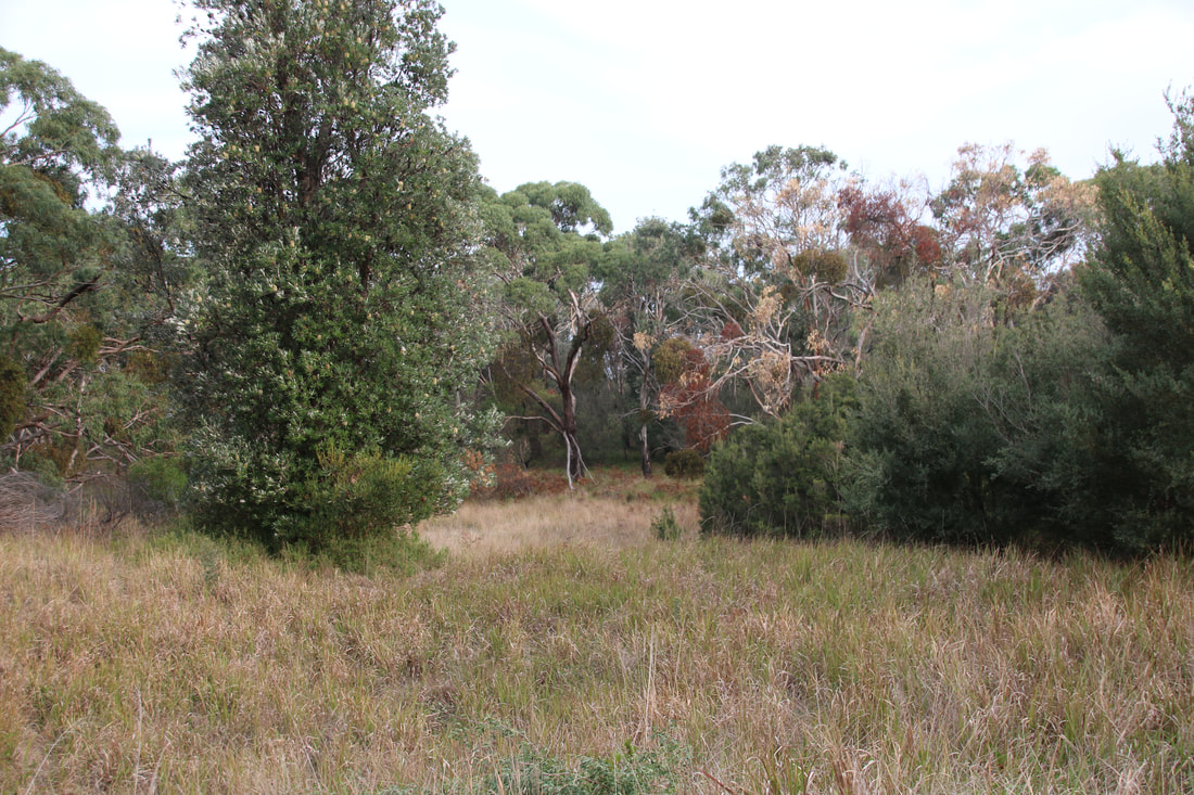Bird Hide in the Wetlands. Coolart Wetlands and walking trails, Mornington Peninsula, Victoria, Australia. Bushland.