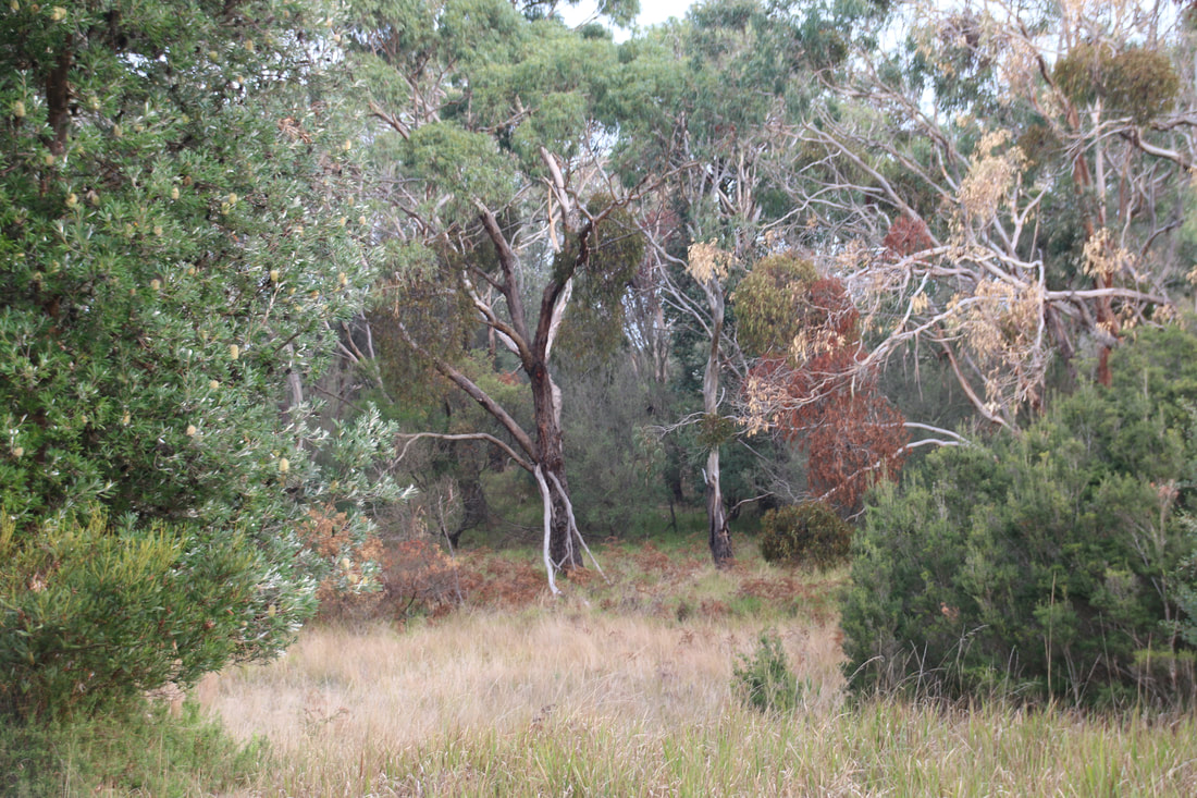 Bushland.  Coolart Wetlands and walking trails, Mornington Peninsula, Victoria, Australia