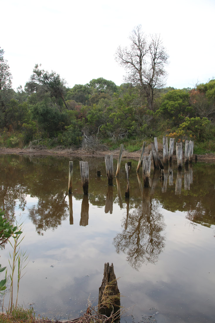 Old bridge pylons, Home Creek. Coolart Wetlands and walking trails, Mornington Peninsula, Victoria, Australia