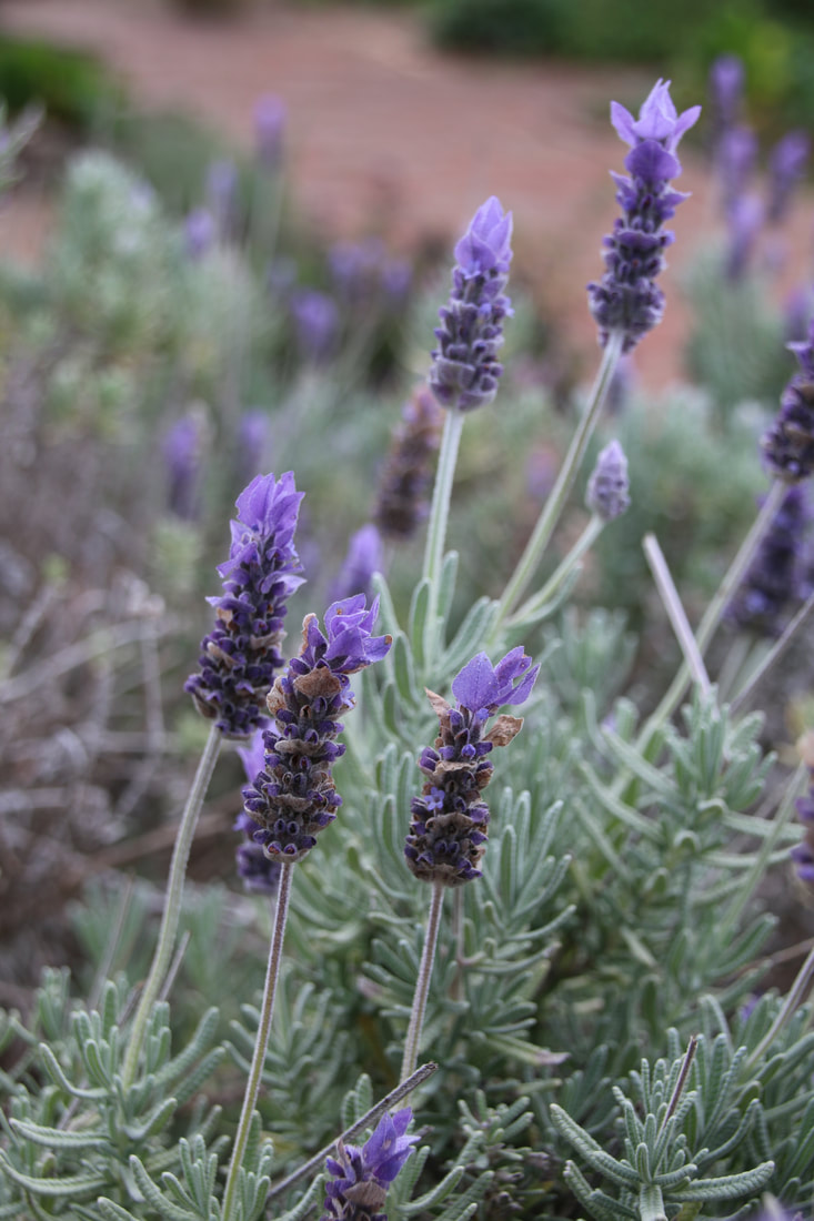 The Gardens. The Coolart Homestead. Mornington Peninsula, Victoria, Australia. Lavender Flowers. 