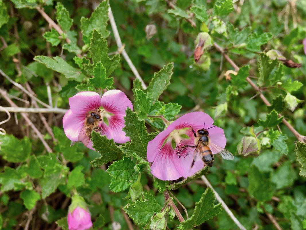 Bees collecting nectar from pink flowers, Victoria, Australia
