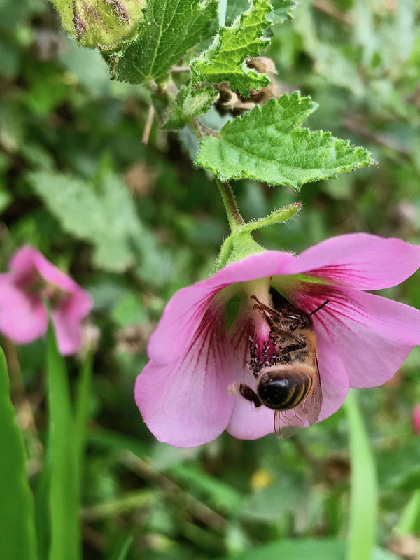 Bees collecting nectar from pink flowers, Victoria, Australia