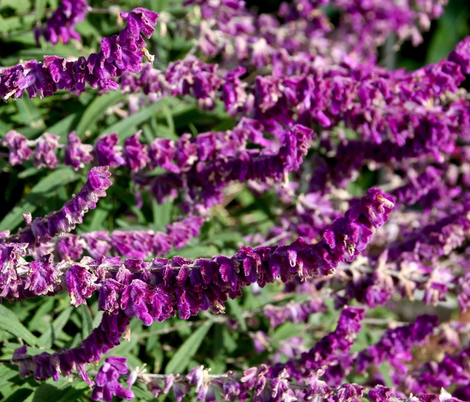 Purple Salvia Garden Flowers