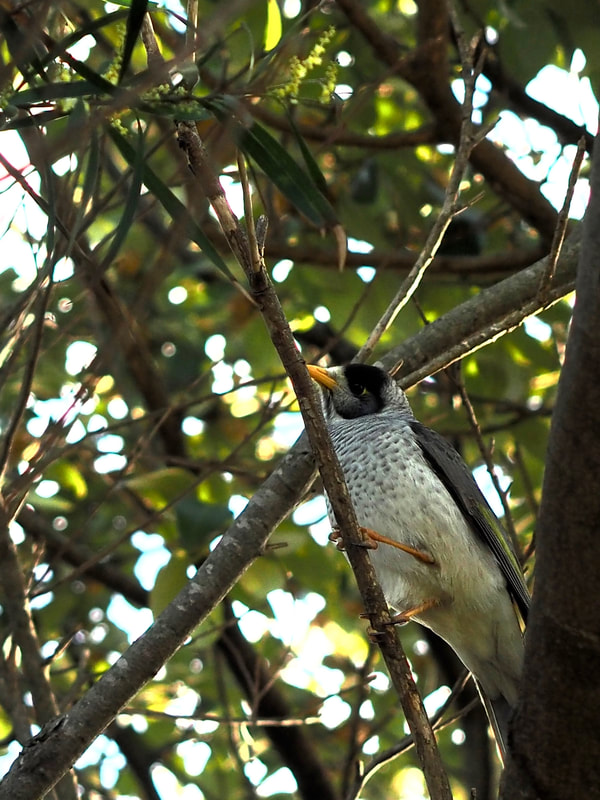 Noisy Myna Bird, Mornington Peninsula, Victoria, Australia