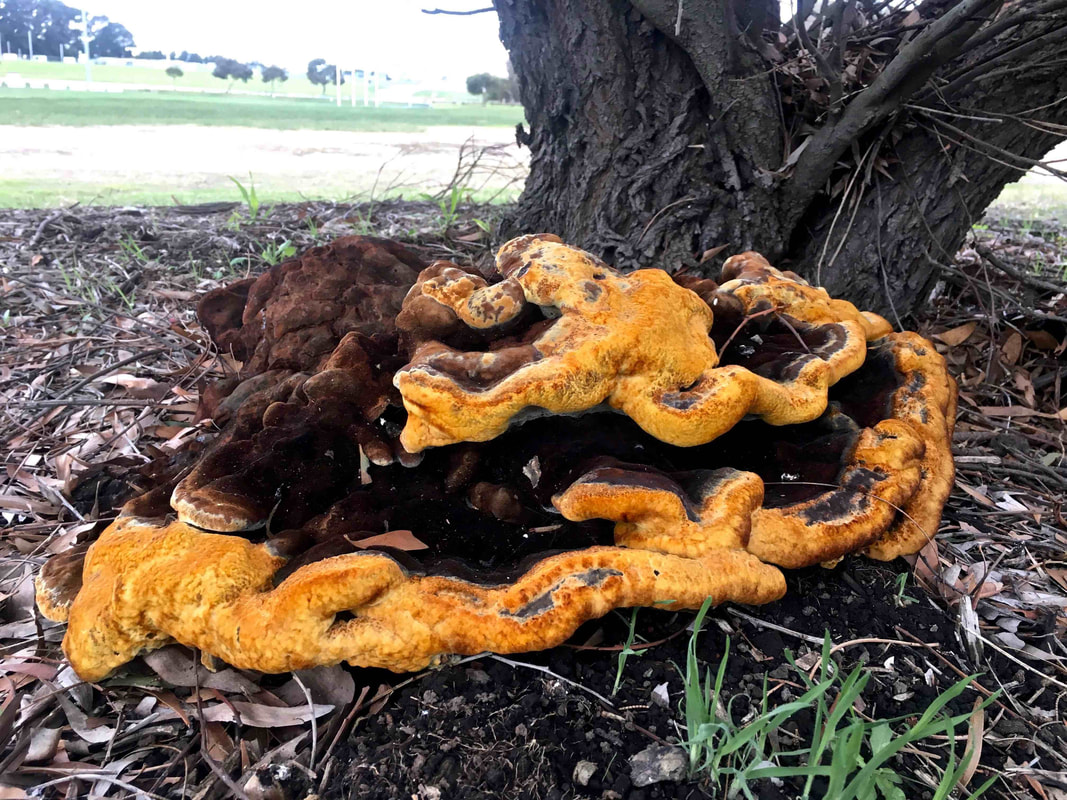 Phaeolus schweinitzii, Giant brown and yellow Fungi, Mornington Peninsula, Victoria, Australia