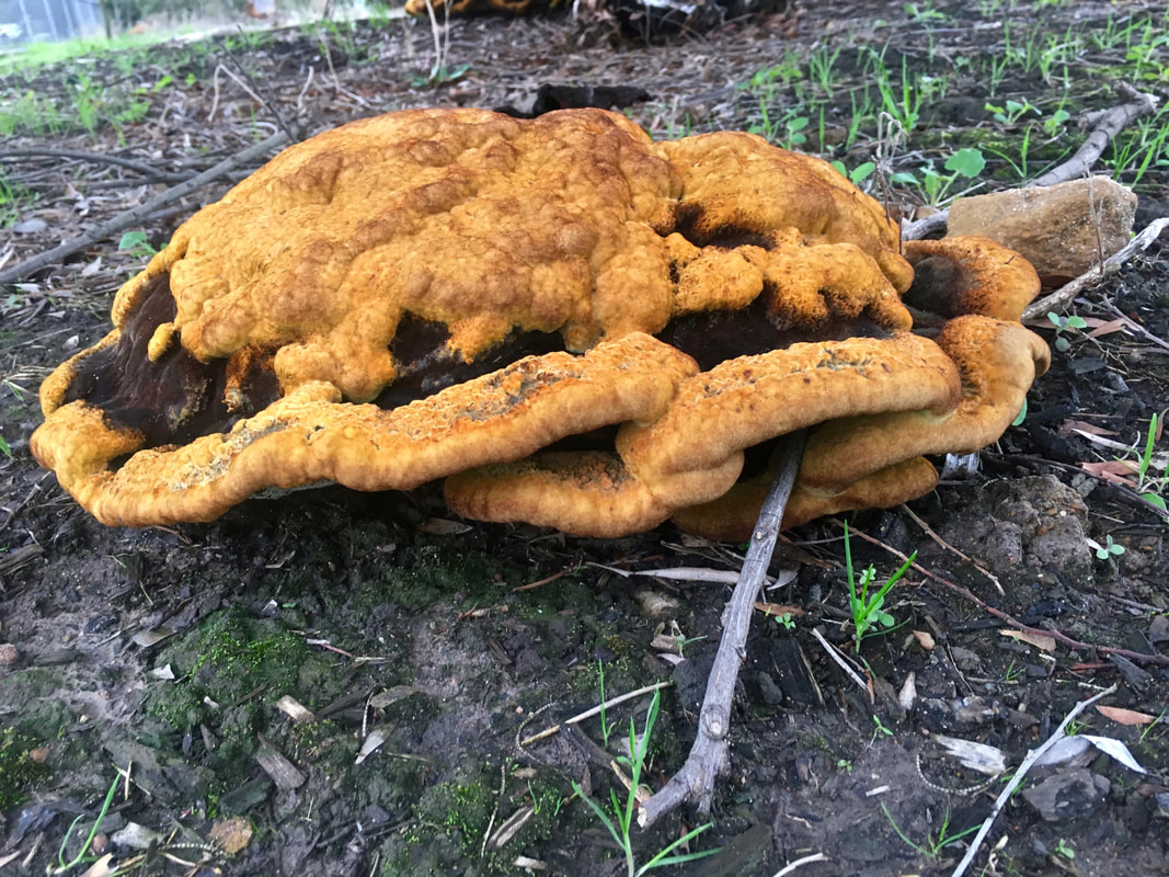 Phaeolus schweinitzii, Giant brown and yellow Fungi, Mornington Peninsula, Victoria, Australia