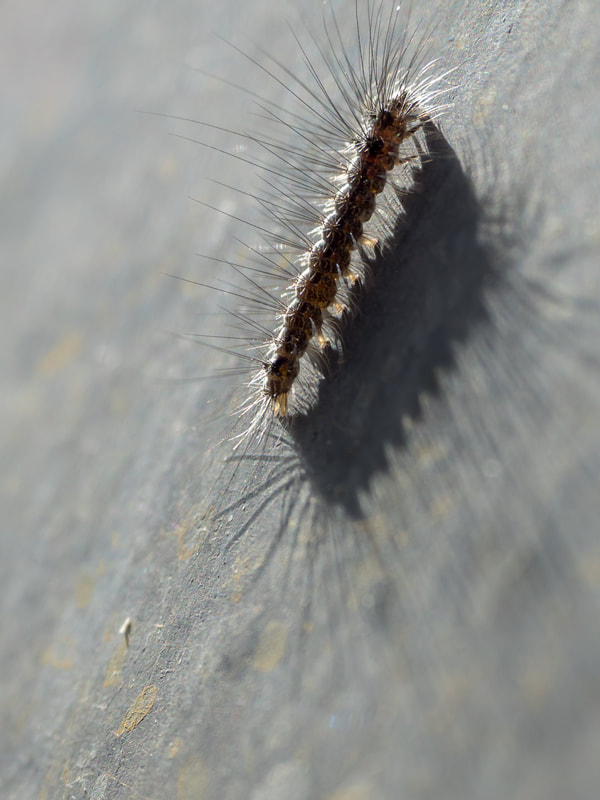 Caterpillar, Victoria, Australia