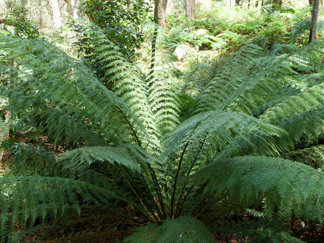 Bracken Plant, Australia. Green, wild, plant.