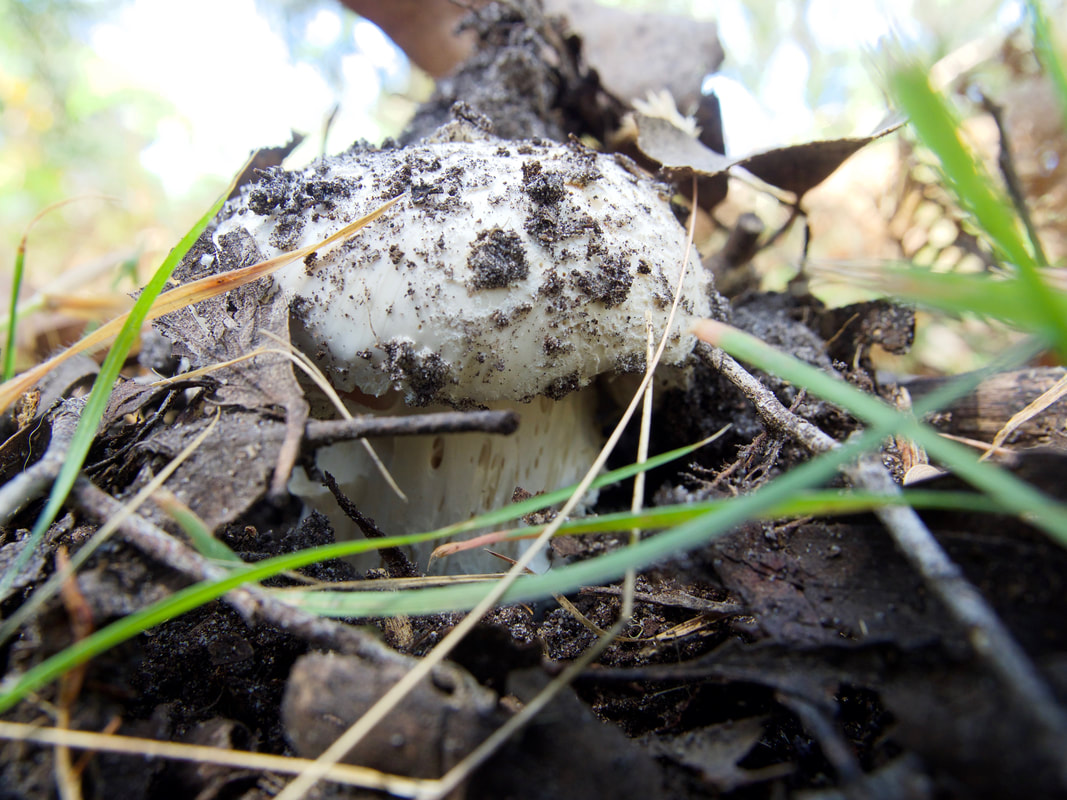 Fungi pushing it's way out of the earth, growing on the Mornington Peninsula, Australia