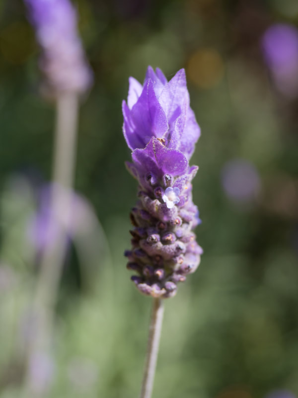 Lavender Flower, garden plant
