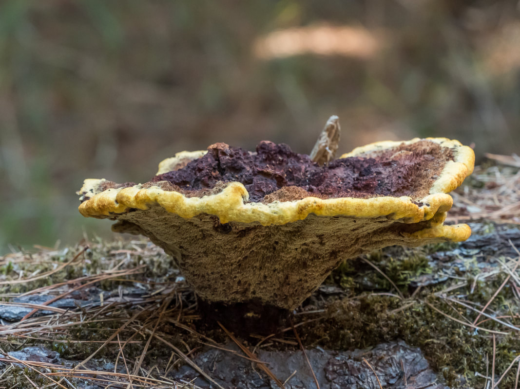 Fungi. Devilsbend Reservoir, Mornington Peninsula, Australia.