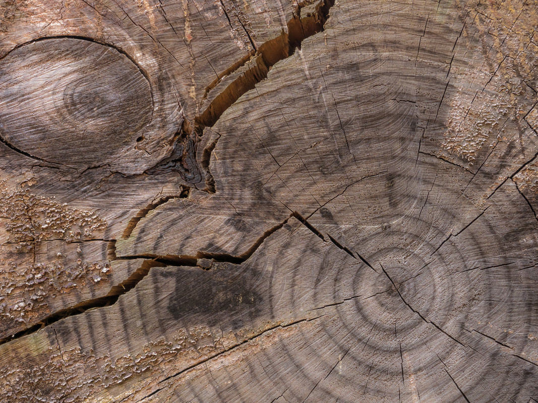 Sawn tree trunk showing the tree rings, with cracking.