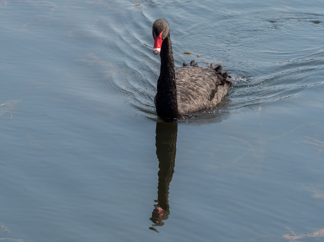 Black Swan. Devilsbend Reservoir, Mornington Peninsula, Australia.