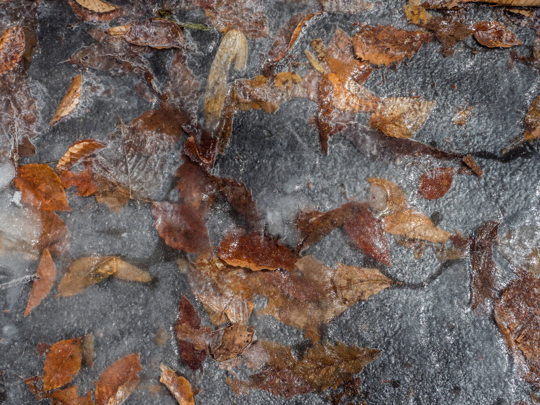 Leaves frozen in ice. Togakushi, Japan.