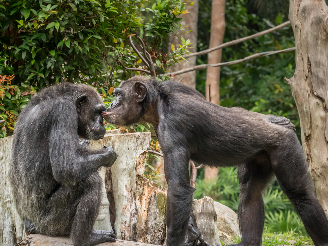Chimpanzee, Singapore Zoo