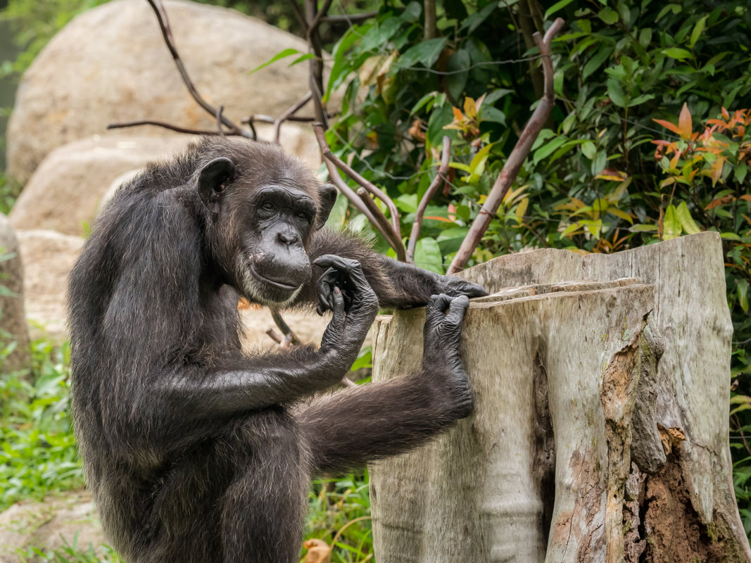 Chimpanzee, Singapore Zoo