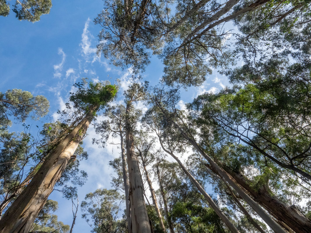 Olinda Forest, Dandenong Ranges National Park, Victoria, Australia