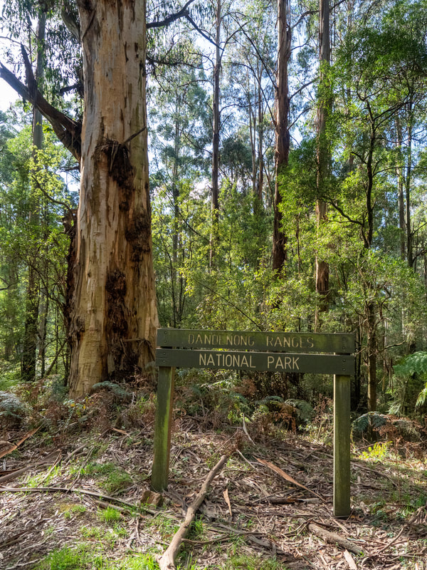 Olinda Forest, Dandenong Ranges National Park, Victoria, Australia