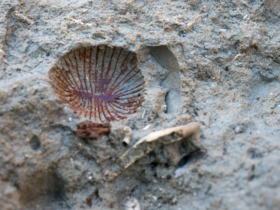 Fossil Beach, Mornington, Victoria, Australia. Find fossils.