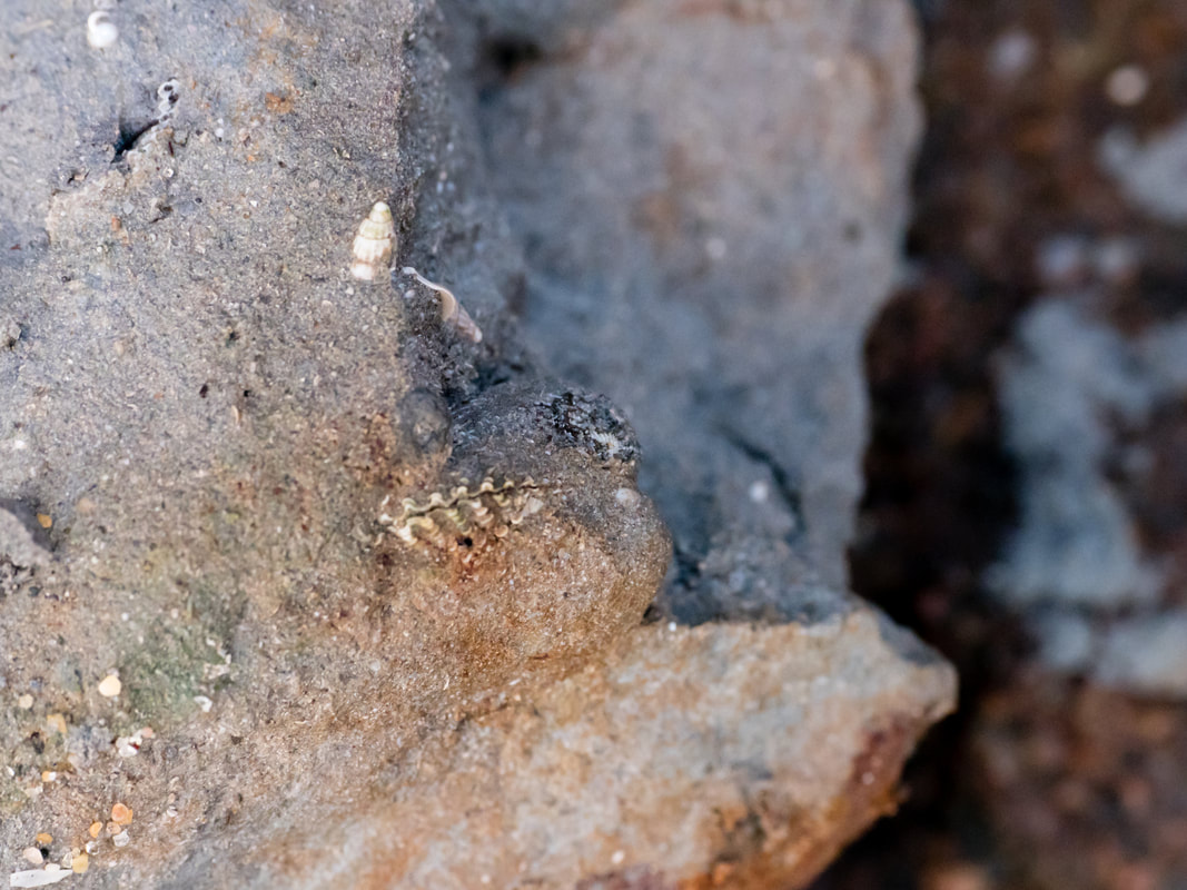 Fossil Beach, Mornington, Victoria, Australia. Find fossils.
