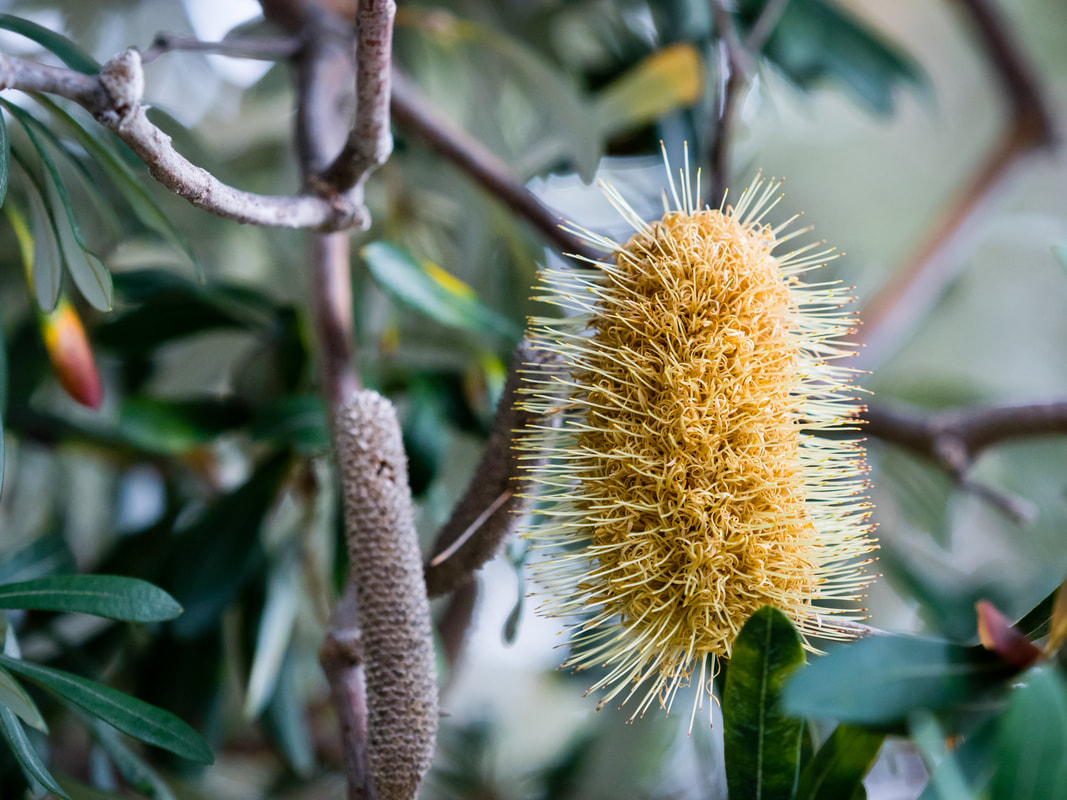 Banksia Flower, Wilsons Promontory National Park, Australia