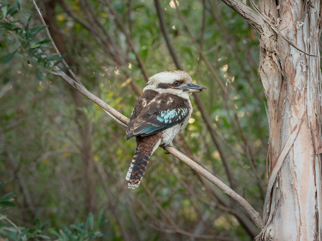 Kookaburra. Australian Native Bird. Wilsons Promontory, Australia.