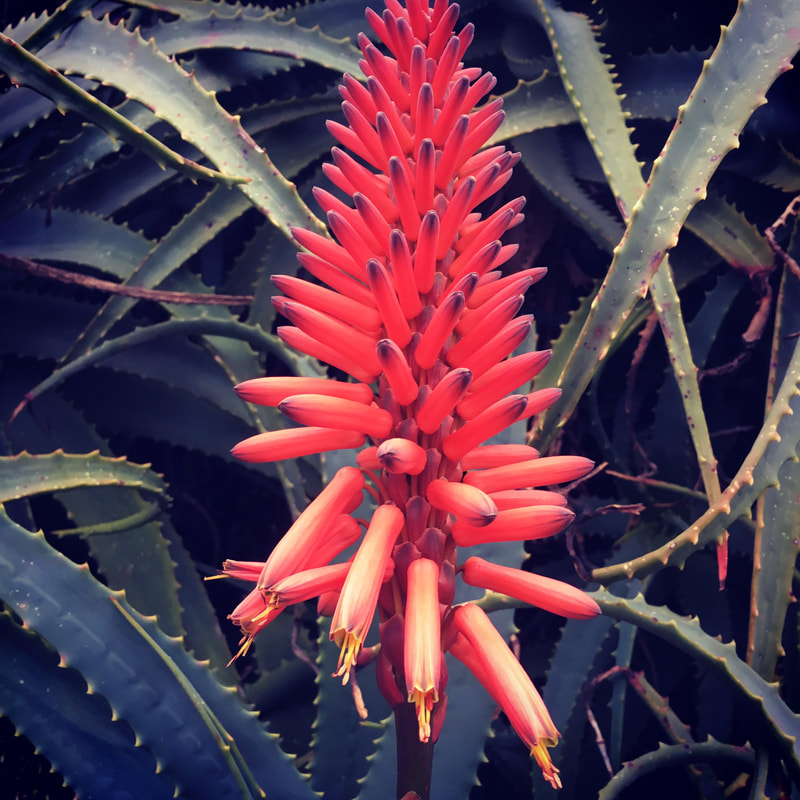 Red Aloe Flower